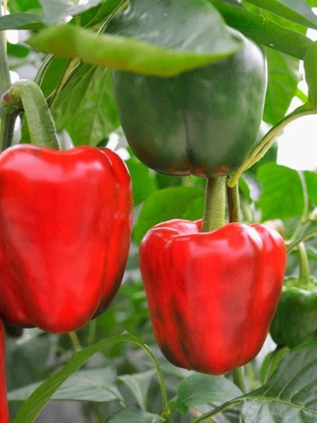 Sweet Delight Capsicum - Vegetable Seeds Carousel 2