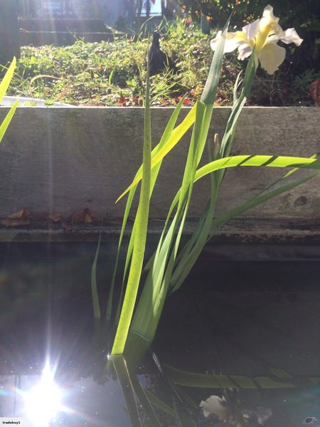 Water Plant - Iris Carousel 1