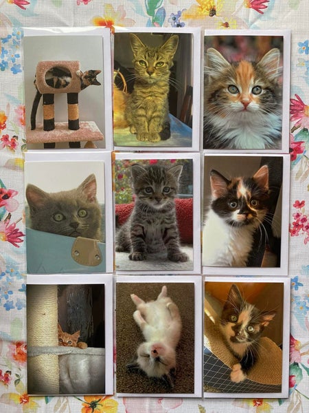 Kitten Inn cards set of 9 Carousel 1