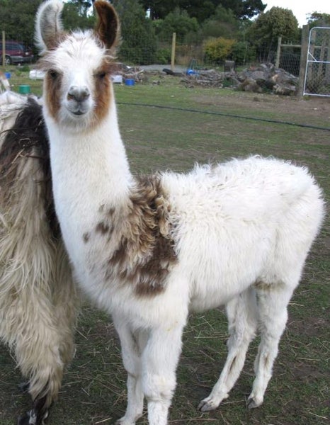 Llama Fleece, 1kg. White with small patch of Appaloosa. Carousel 1