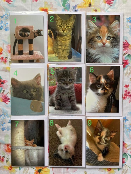 Kitten Inn cards sold individually Carousel 1