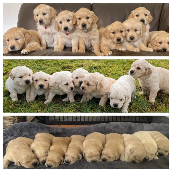 Trade me fashion golden retriever puppies