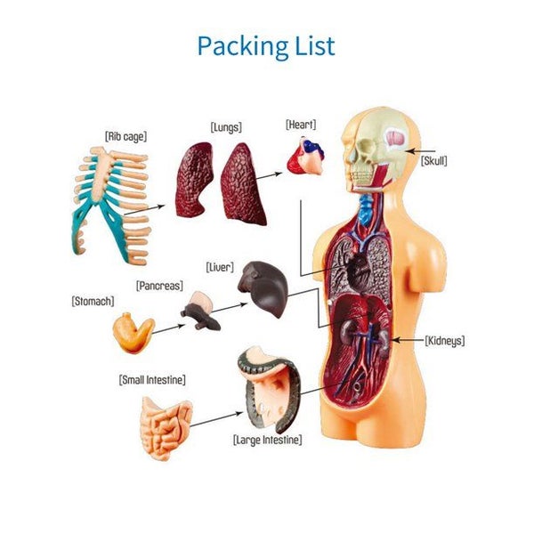 Human Body Model Organs Simple Assembly Learning Tool Kit Carousel 1