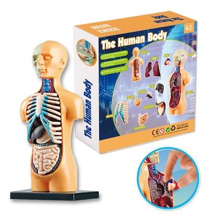 Human Body Model Organs Simple Assembly Learning Tool Kit Carousel 2
