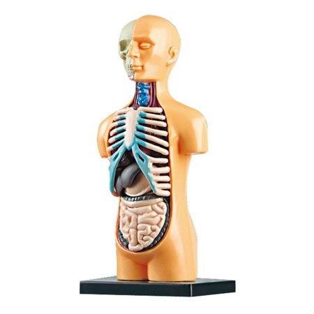 Human Body Model Organs Simple Assembly Learning Tool Kit Carousel 5