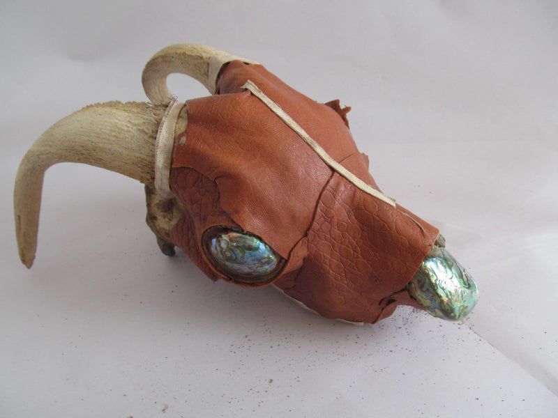 KIWIANA TAXIDERMY SKULL DISPLAY WITH PAUA EYES Carousel 1