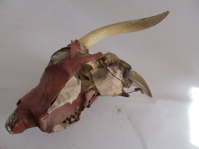 KIWIANA TAXIDERMY SKULL DISPLAY WITH PAUA EYES Carousel 4