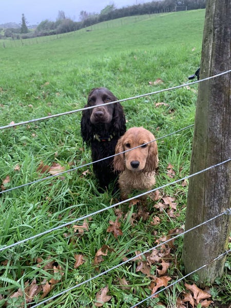 PROVEN Cocker Spaniel Stud Dog Carousel 6