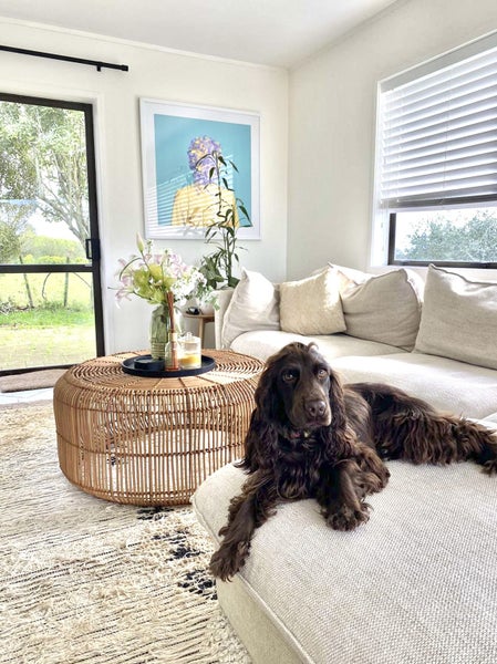 PROVEN Cocker Spaniel Stud Dog Carousel 1