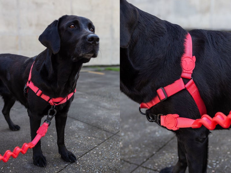 ZEE.DOG Softwalk Harness - MEDIUM! CORAL! Carousel 2