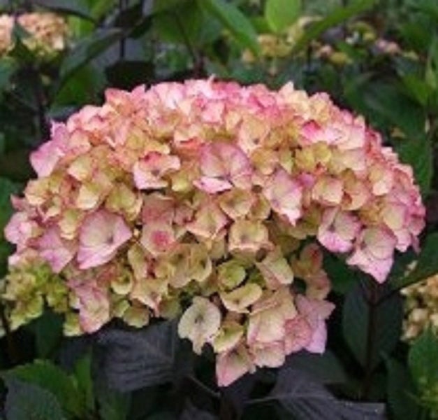 Hydrangea preziosa chameleon colour changing compact shrub Carousel 1