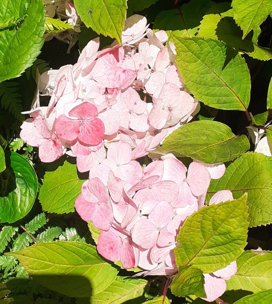 Hydrangea preziosa chameleon colour changing compact shrub Carousel 3