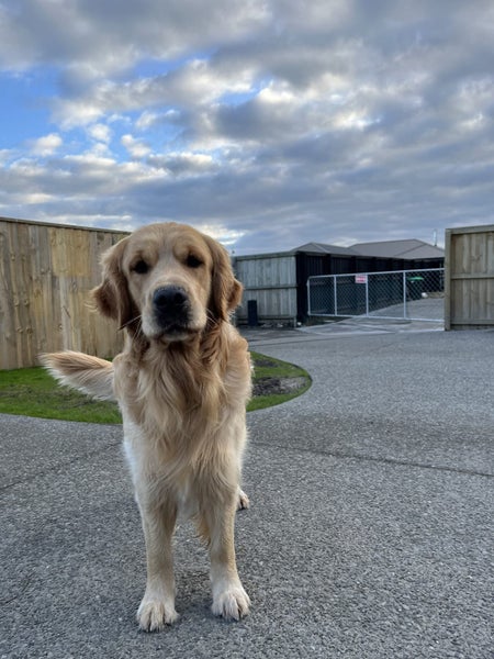 Golden Retriever Stud - Stew Carousel 1