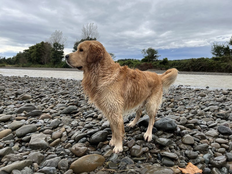 Golden Retriever Stud - Stew Carousel 2