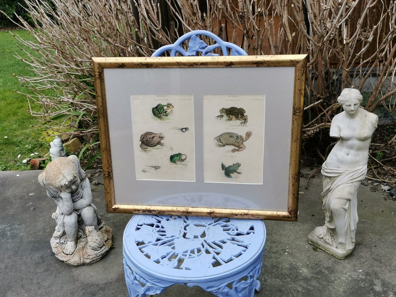 Antique Framed Victorian Coloured Engravings of "Amphibia" Carousel 1