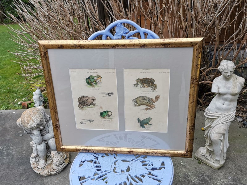 Antique Framed Victorian Coloured Engravings of "Amphibia" Carousel 2
