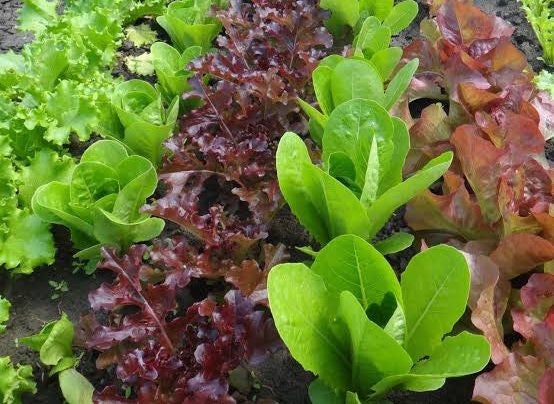 Lettuce 'House Mix' Seeds Carousel 1