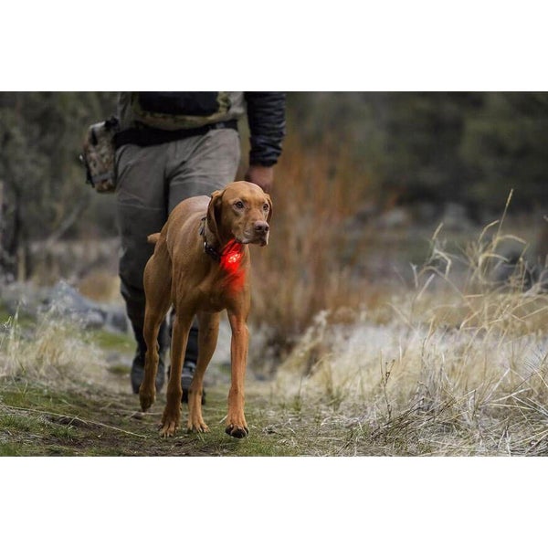 Ruffwear The Beacon Safety Light Carousel 9