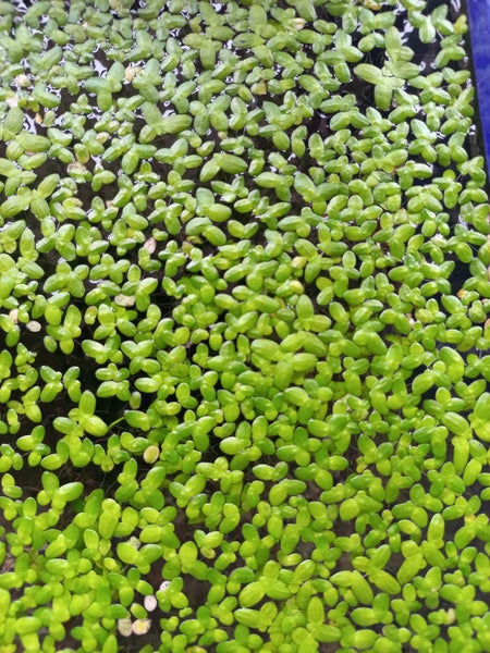 Duckweeds X 500 + Carousel 1