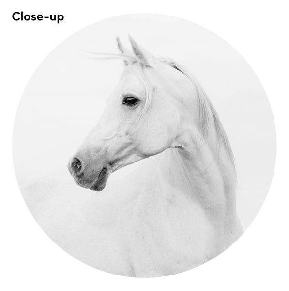 Horse Lover Art Print - 100cm x 70cm Carousel 2