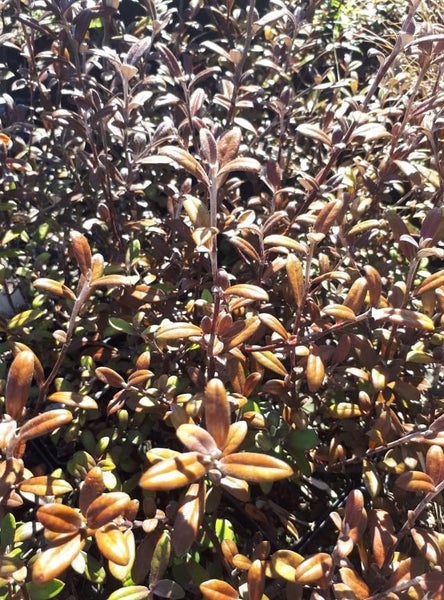 Corokia Frosted Chocolate x 50 Carousel 3