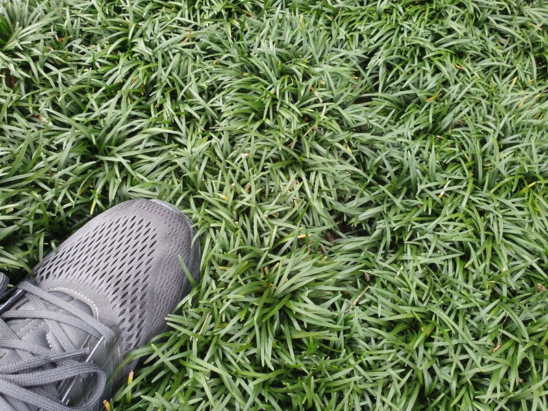 Dwarf Green Mondo Grass 'Nana variety' - Only 89c Per Plant Carousel 2