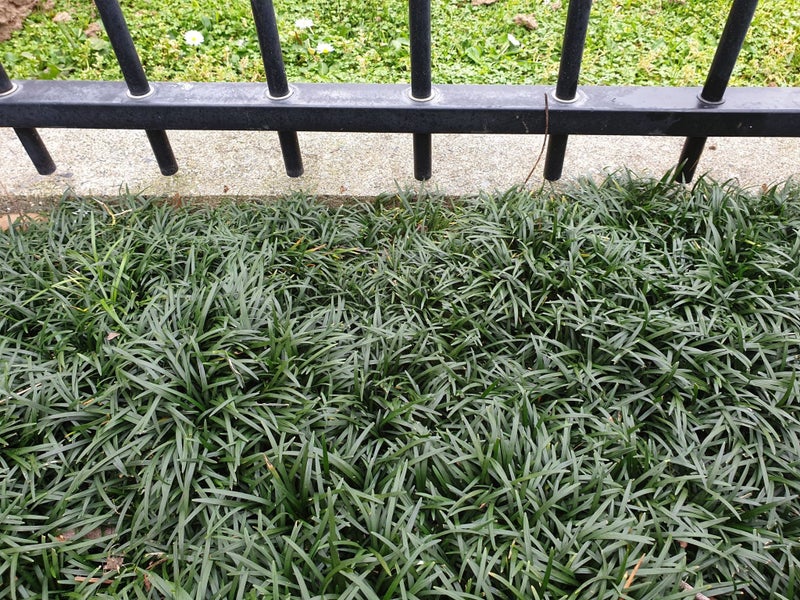 Dwarf Green Mondo Grass 'Nana variety' - Only 89c Per Plant Carousel 1