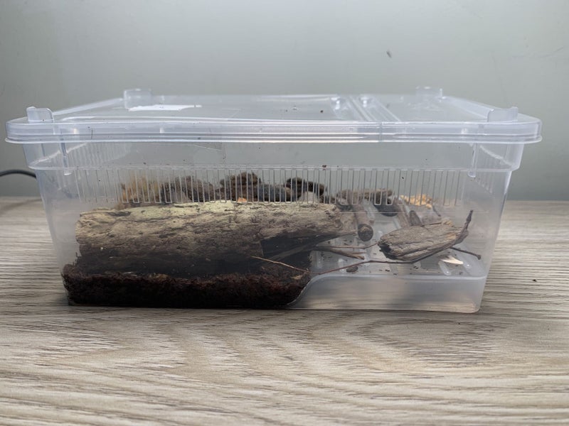 frog, isopods, Terrarium, Transparent, Insect Reptile Transport, Amphibious box Carousel 1