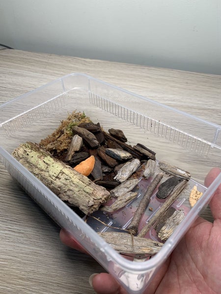 frog, isopods, Terrarium, Transparent, Insect Reptile Transport, Amphibious box Carousel 9