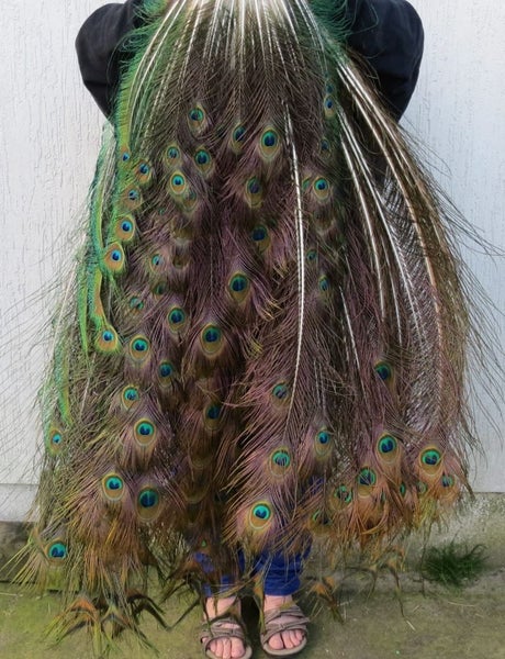 Feathergirl: Complete Peacock Tail $1 Reserve63003354664451113