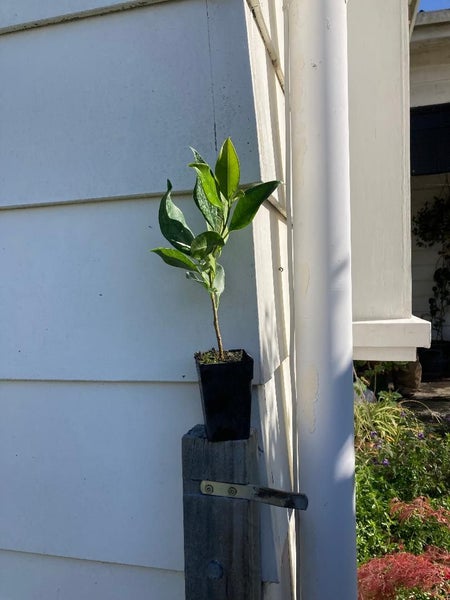 Ficus Tuffy x 50 Carousel 3