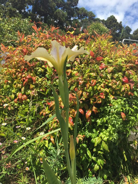 Water Plant - Iris Carousel 2
