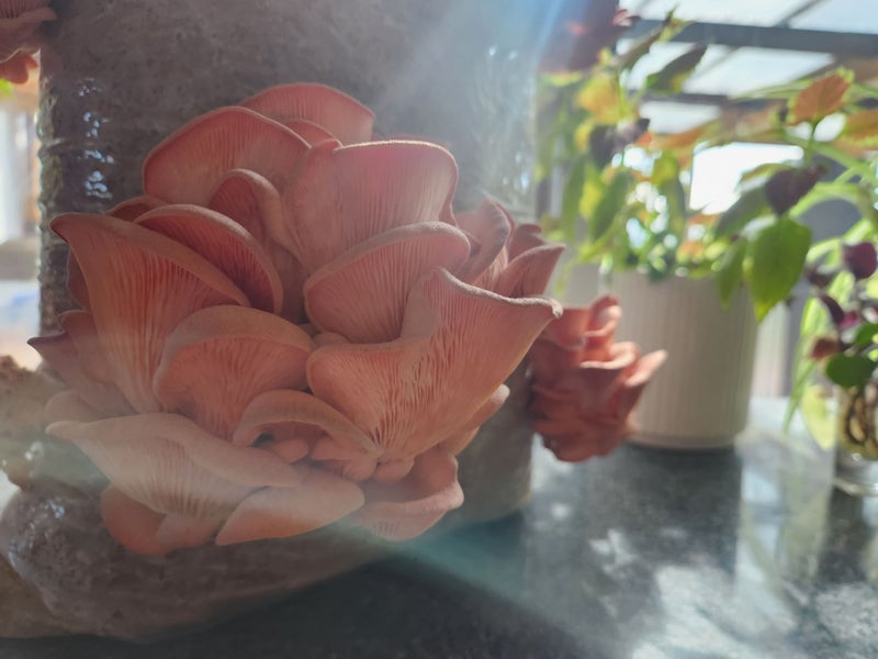 Oyster Mushroom Ready to Fruit Splash & Grow Kit - Large 4KG Pink Oyster Kit Carousel 3