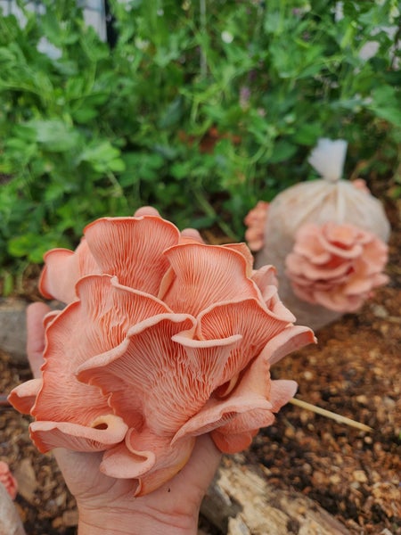 Oyster Mushroom Ready to Fruit Splash & Grow Kit - Large 4KG Pink Oyster Kit Carousel 2