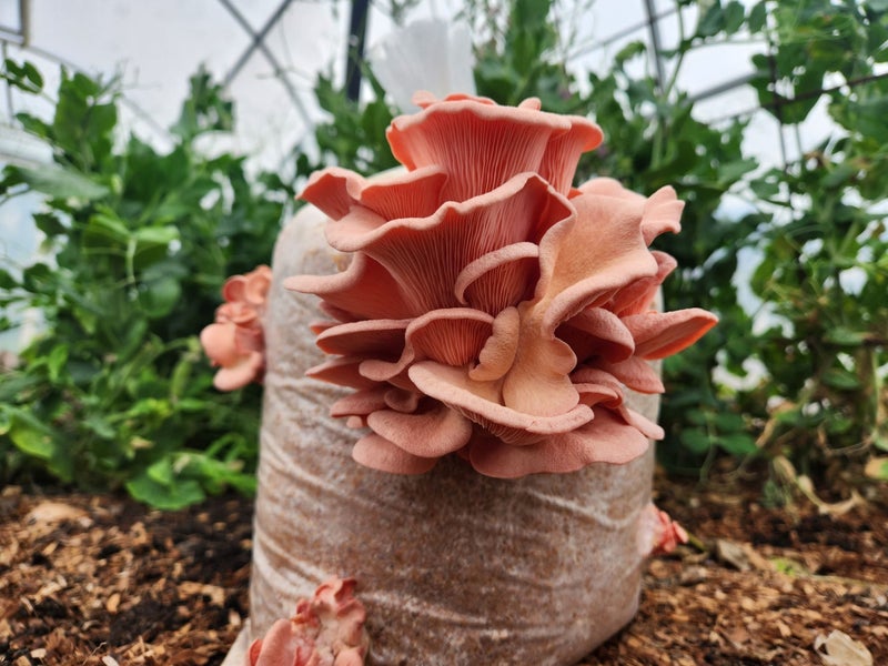 Oyster Mushroom Ready to Fruit Splash & Grow Kit - Large 4KG Pink Oyster Kit Carousel 1