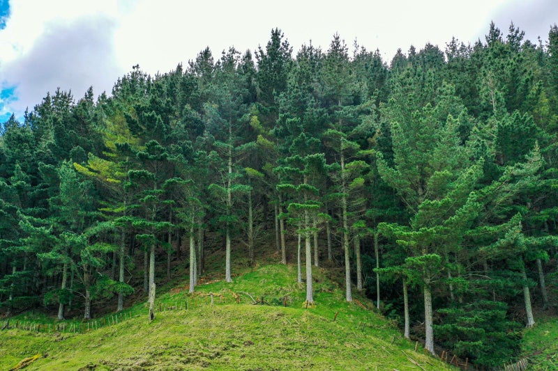 Gisborne Rural properties Trade Me Property