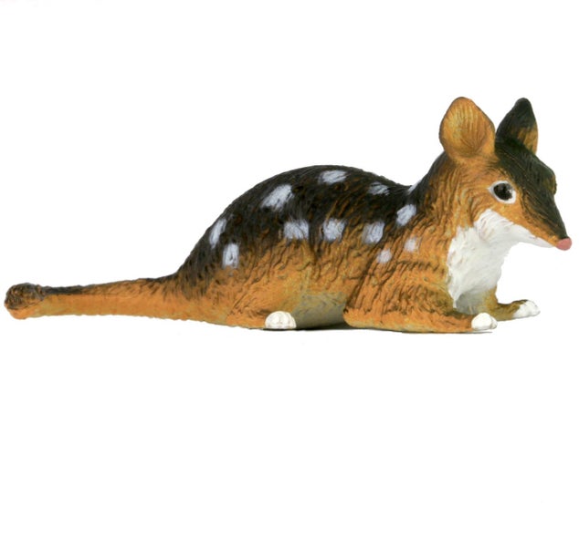 Science and Nature Small Quoll Carousel 1