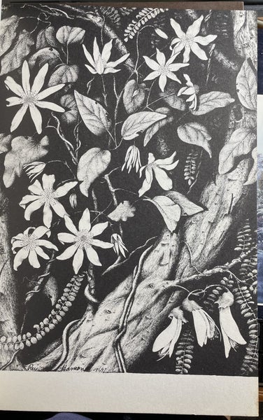 Rei Hamon Artist of the New Zealand Bush His life and his drawing Signed Carousel 7