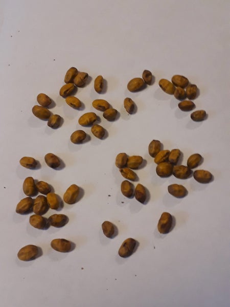 Kowhai Sophora tetraptera Seeds x 40 Large Leaf Kowhai Carousel 1