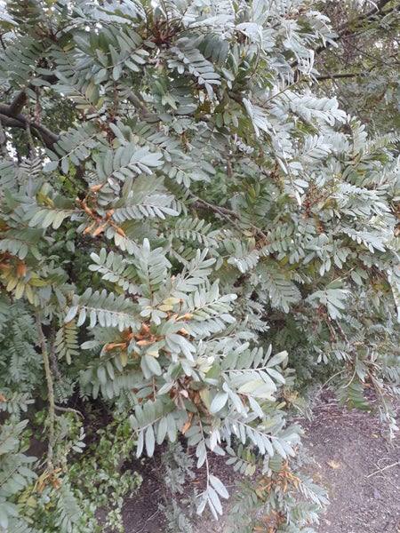 Kowhai Sophora tetraptera Seeds x 40 Large Leaf Kowhai Carousel 2
