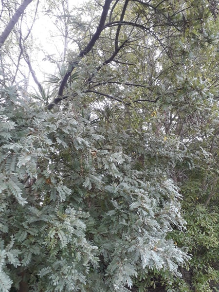 Kowhai Sophora tetraptera Seeds x 40 Large Leaf Kowhai Carousel 4