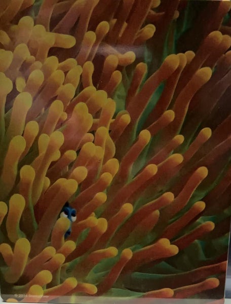 Blu Ray: Finding Dory [2 Blu Ray + DVD] [Steelbook] Carousel 2