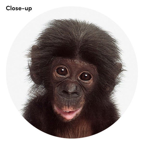 Baby Monkey Art Print - A4 Carousel 2