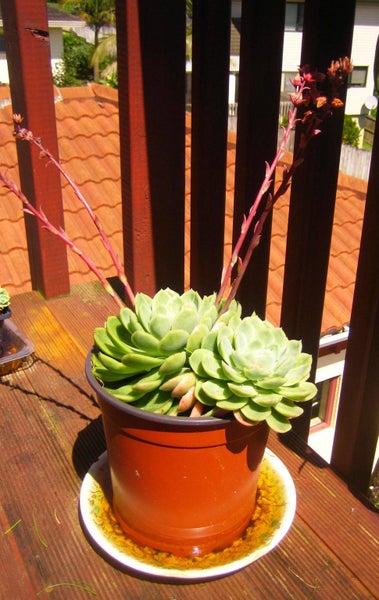 SUCCULENT, ECHEVERIA ELEGANS, 2 HEADS Carousel 2