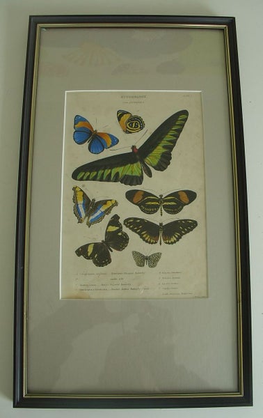Butterflies Antique Hand Coloured Framed Engraving (A) Carousel 4