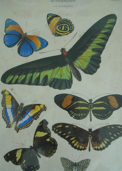 Butterflies Antique Hand Coloured Framed Engraving (A) Carousel 1