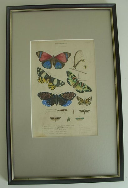 Butterflies Antique Hand Coloured Framed Engraving (B) Carousel 2