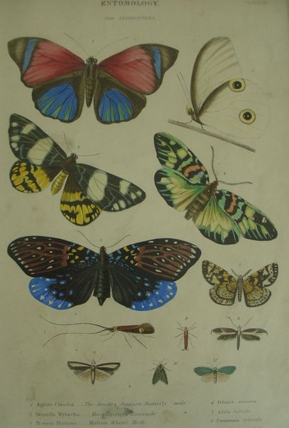 Butterflies Antique Hand Coloured Framed Engraving (B) Carousel 1