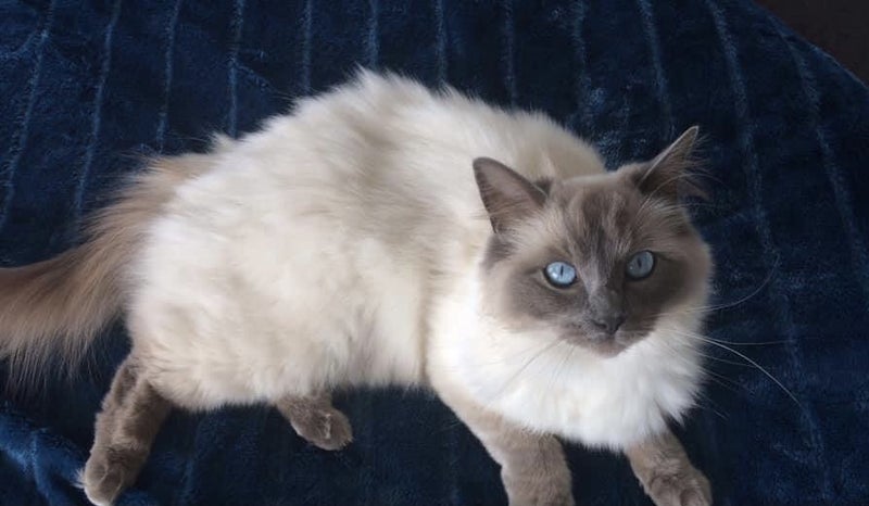 Missing Ragdoll Carousel 1