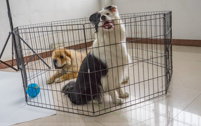 Dog pen Pet Play pen Portable Cage Fence for dog or rabbit 8 Panel + safety net63855799678851114